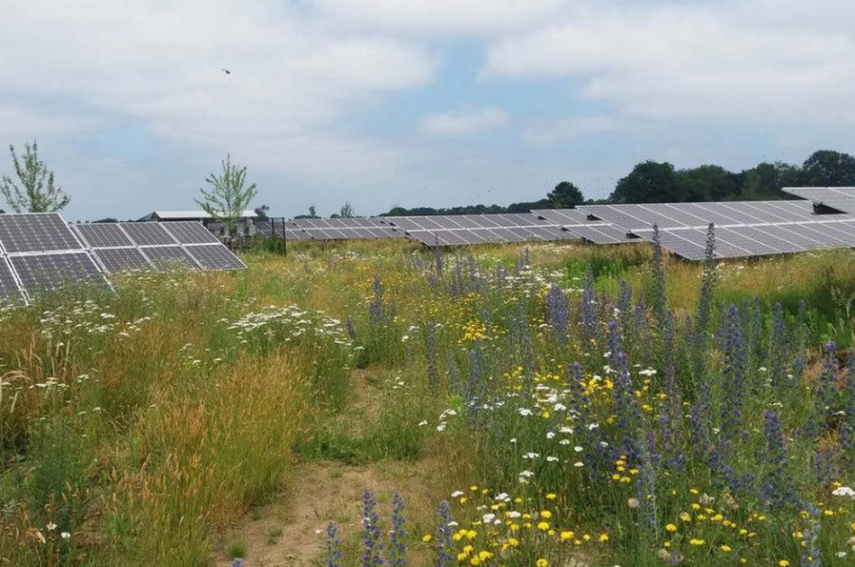 Opstelling zonnepanelen in grasland