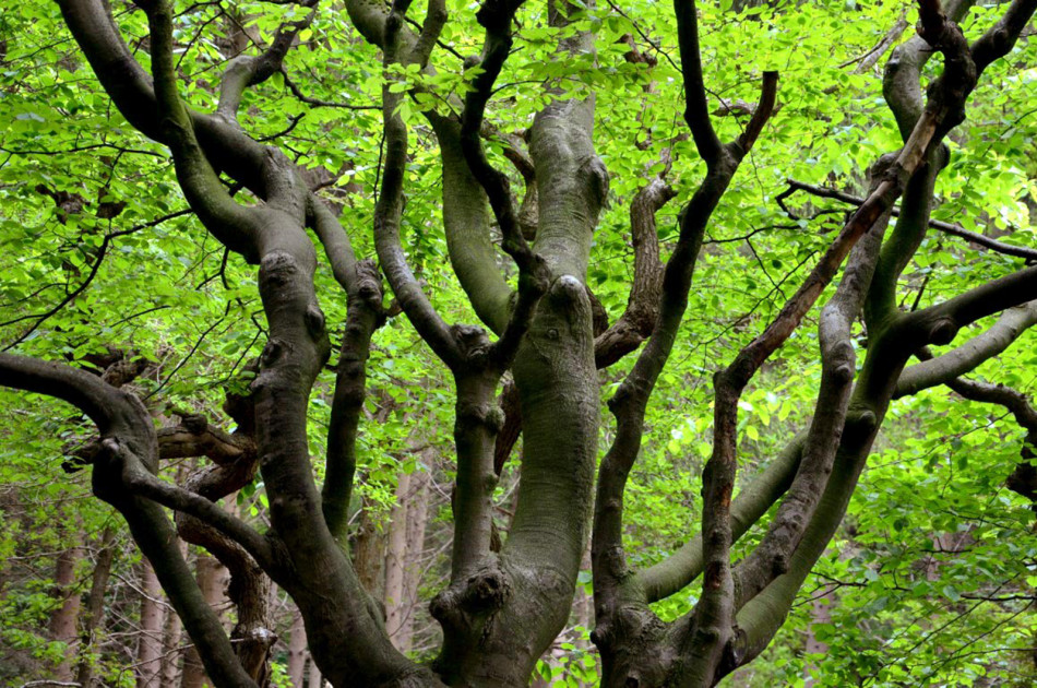 berceau (detail) in het Baarnse bos